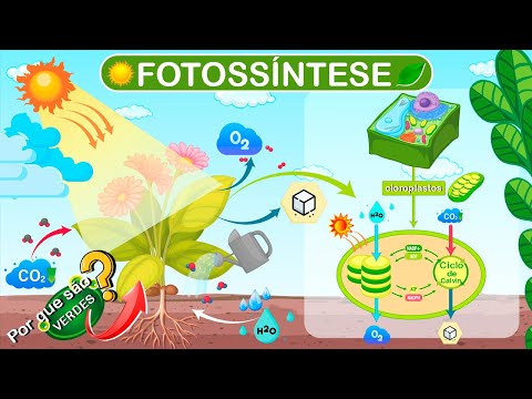 FOTOSSÍNTESE, COMO FUNCIONA?
