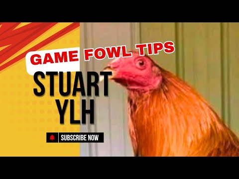 The Stuart Yellow Legged Hatch (Gamefowl Bloodlines)