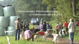 preview picture of video 'Internationales Winhundcoursing (Windhundrennen) in Volkmarsen am 6.9.2014 von tubehorst1'