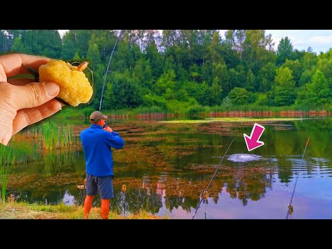 CLASSIC GRASS FISHING with Polenta and Corn on a SUPERB LAKE