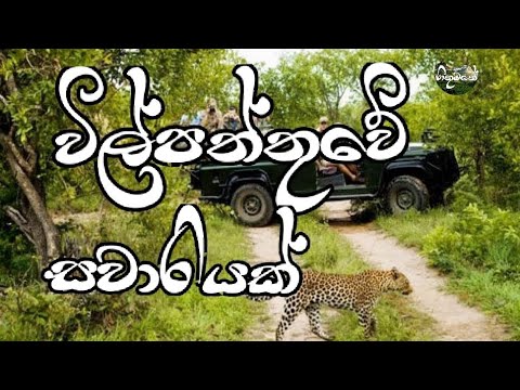 Wilpaththu National Park | wilpattu | wilpattu national park | Hithumathe-හිතුමතේ Travel Sri Lanka