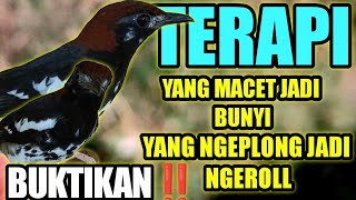 Download lagu PANCINGAN ANIS KEMBANG AGAR BUNYI GACOR DAN NGEROLL mp3 Download lagu PANCINGAN ANIS KEMBANG AGAR BUNYI GACOR DAN NGEROLL mp3