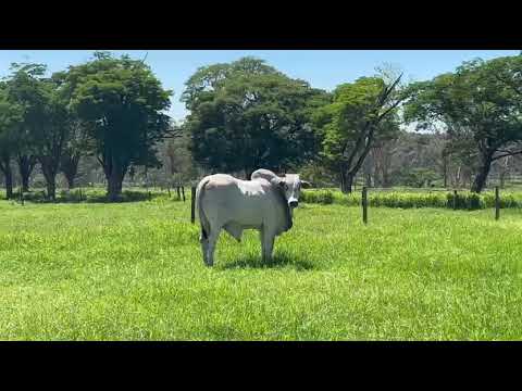 TOURO NELORE - JURUA DA GUARITA - GUA A2163