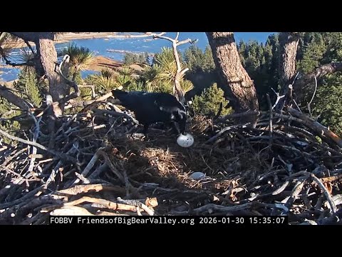FOBBVCAM Eagles 🦅 Raven Breaks Both of Jackie & Shadow's Eggs😢 2026 Jan 30
