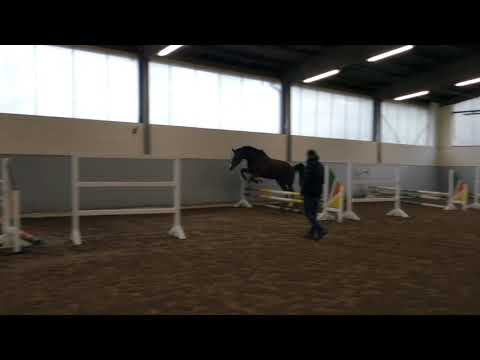 Hof Brüning - Chicago Z v. Cabrio Z - Kannan - Graf Top, Wallach, geb. 2020