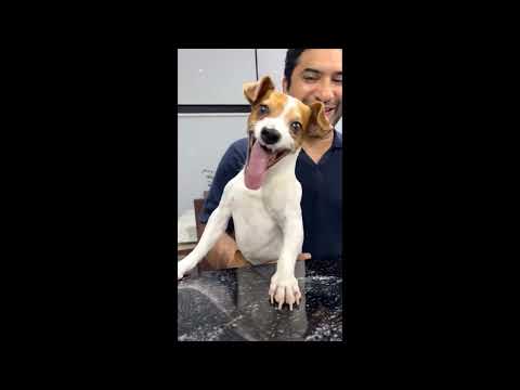 Laughing Dog Orginal meme😂 Laughing dog meme | Laughing dog original | Laughing Dog Meme Original