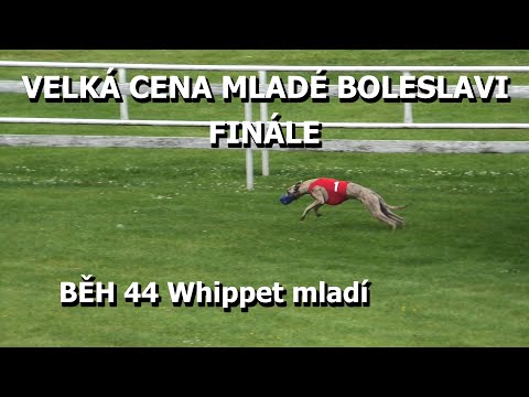 44.běh Whippet mladí - Velká cena Mladé Boleslavi