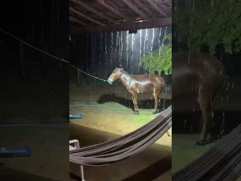 🇧🇷 JARDIM DE PIRANHAS , PARAÍBA 24/02/2026 #fazenda #sitio #animals #cavalo #horse