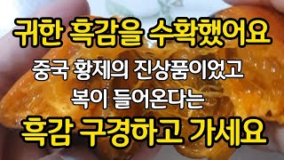 복이 들어온다는 흑감 구경하고 가세요. 귀한 흑감 수확했어요