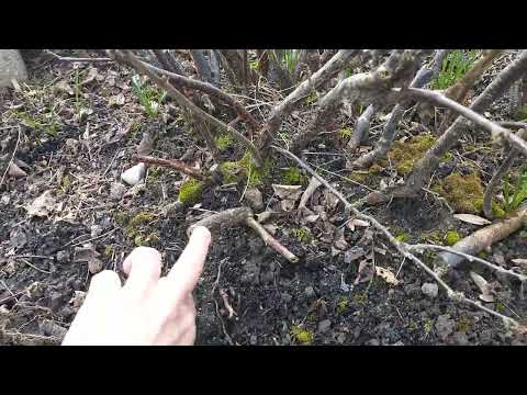 Fruchtsträucher schneiden leicht gemacht! - Einfache, schnelle Erklärung für dich 🫐🫐🫐