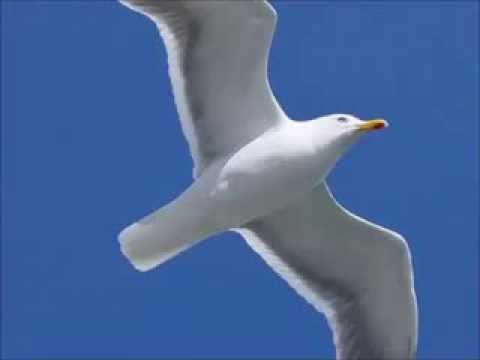 Blanquísima Gaviota video