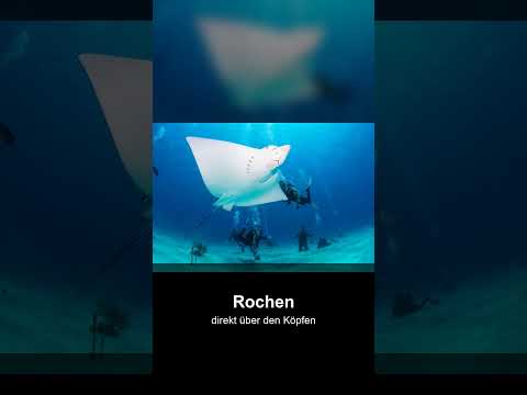 Landausflüge Roatán, Honduras – Riff, Schildkröten & Mangroven | Bakadi Dreams