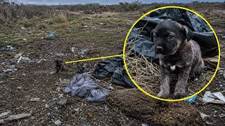 Abandoned Puppy in the Dumpster Undergoes Complete Change After Rescue