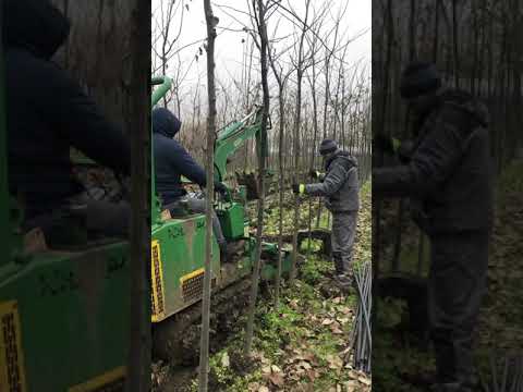 Pepiniera Silva Periland