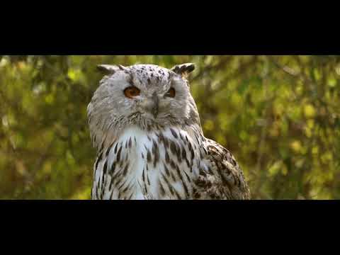 Mesmerizing Owl Moments 🦉"Hashtags: #owl #wildlifewonders  #naturemagic