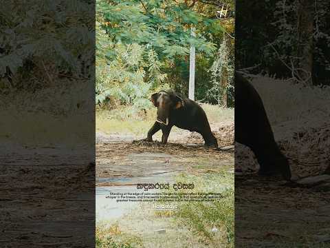 කදුකරයේ දවසක් | Standing at the edge of calm waters.The gentle ripples reflect the sky #travel #love