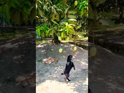 বাইচা থাকতে চিনলিনারে #love #foryou #song #viral #folkgaan #trending #shorts #funny #dance #music