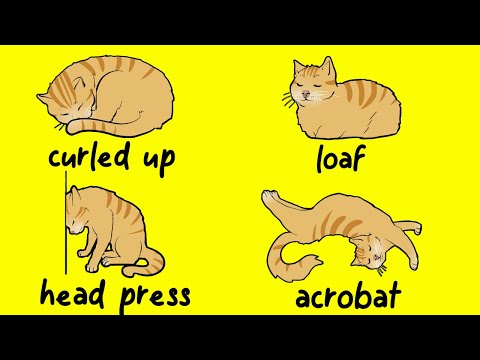 The Meaning Behind Your Cat's Sleeping Position