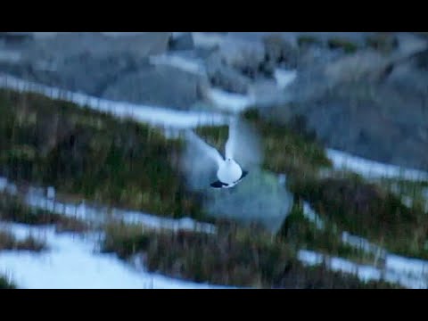 Ta med deg en - Ep. 6 - Skogsfugl- og fjellrypejakt!