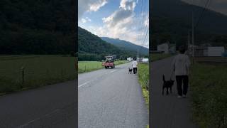 田舎の幸せな犬との暮らし #甲斐犬 #日本犬 #kaiken #kaidog
