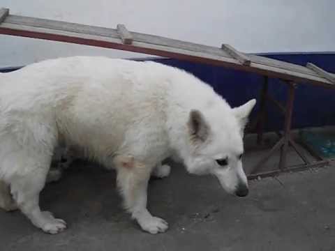 Sue and puppies, Fram and Gin in april 2012 !