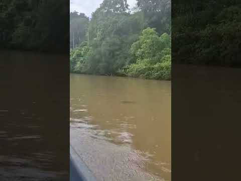 Tena - Napo - Ecuador - Amazonas