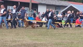 Landesgruppen sieger in Schwalmstad: CARLSBRO MATTHIAS!  judge Christoph Ludwig!