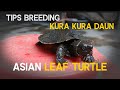 TIPS BREEDING KURA KURA DAUN ASIA