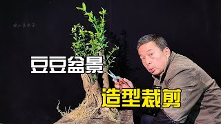 一棵多干豆豆盆景桩材的取舍