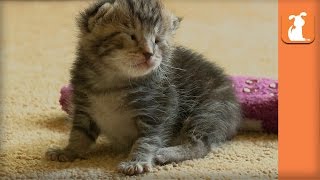 Helpless 8 Day Old Kitten Rescued From High Kill Shelter