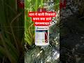 Amistar Top Syngenta Dhan Me Bali Nikalte Samay Kya Dale Top Fungicide Dhankheti Agriculture