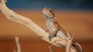 7 Cool Facts about Bearded Dragons | Pet Reptiles