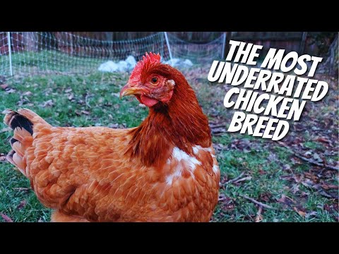 Most underrated breed of chicken