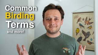Common Birding Terms and Lingo You Should Know