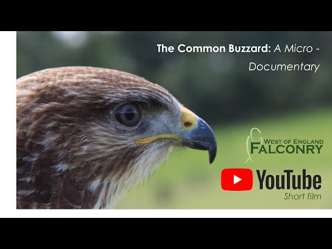 The Common Buzzard: A Micro - Documentary