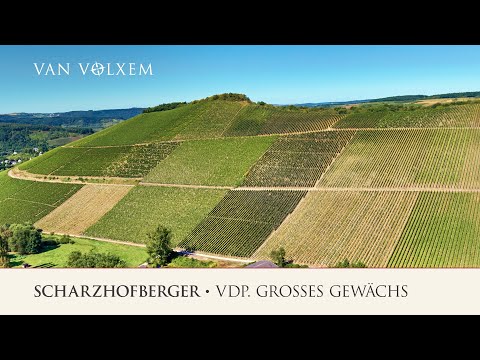 Weingut Van Volxem - die Lage "Scharzhofberger" - VDP. Großes Gewächs