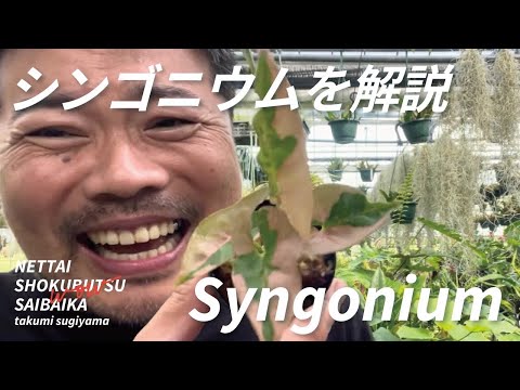 フィロプテリクス・テニオラトゥス