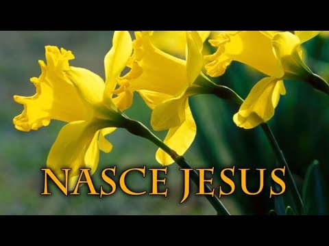 Hinário Adventista 45 - NASCE JESUS
