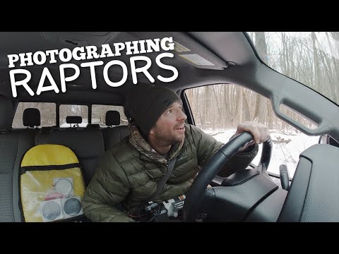 Photographing Raptors Problems - EVERY WILDLIFE PHOTOGRAPHER CAN RELATE!!!