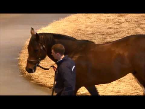 TBA Stallion Parade 2016 - GARSWOOD