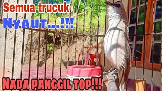 Download lagu Trucukan manggil kawan. Suara panggilan trucukan ampuh untuk pancingan trucuk macet agar bunyi mp3