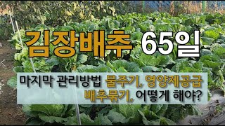 김장배추 마지막 관리 방법 물 주기 영양제 공급 배추 묶기 어떻게 해야? #김장배추 물 끊는 시기 #김장배추…
