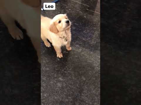 Leo's first day at home  #leo #goldenretriever #golden #puppy