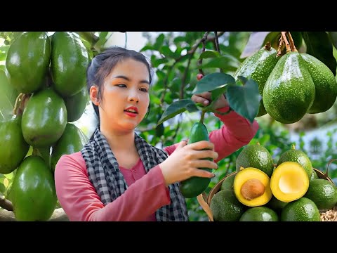 Harvesting Avocado, Lemon, Dried Fish, Aloe Vera, Apple, Coconut and Rambutan | Harvest in summer
