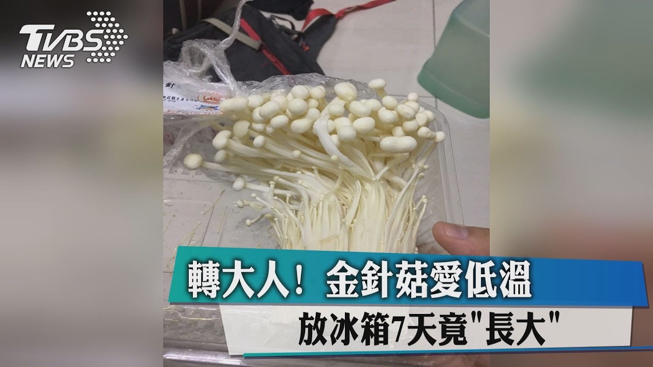轉大人！金針菇愛低溫　放冰箱7天竟長大