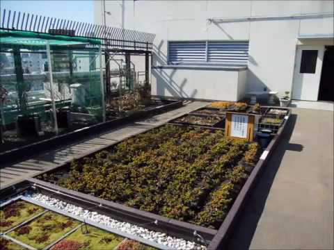 屋上緑化　常緑キリンソウ袋方式3年間の経過