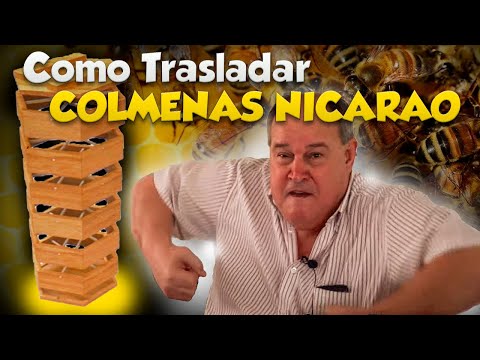 Pt. 11| COMO SE TRASLADAN LAS COLMENAS NATURALES NICARAO - Curso Completo de Perma Apicultura PERONE