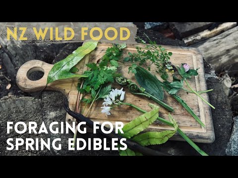 FORAGING for NZ EDIBLE plants and Medicine - Spring Edition.