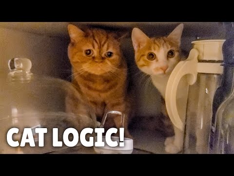 The Suspicious Nature of Cats | Kittisaurus