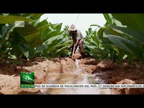 Instalan en Consolación del Sur primeros 93 sistemas de riego con energía fotovoltaica